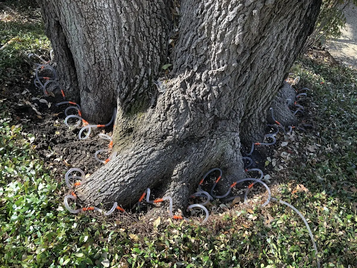 Detailed Tree Cabling and Bracing job site in Brandeis
