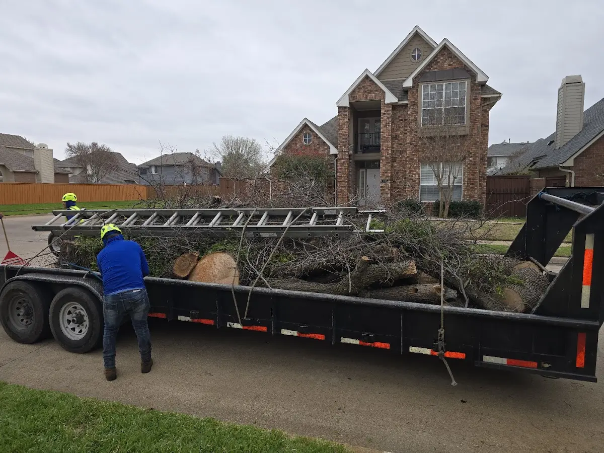 Expert Tree Pest Control with proper safety equipment in Brandeis